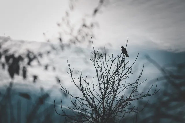 Einzelner Rabenvogel in einem kahlen Baum