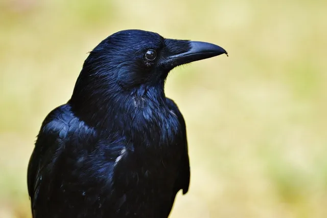 Nahaufnahme eines schwarzen Rabenvogels im Halbprofil